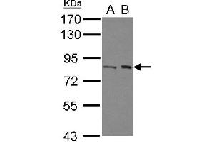 Western Blotting (WB) image for anti-Chromosome 7 Open Reading Frame 27 (C7orf27) (N-Term) antibody (ABIN1493995) (BAAT1 抗体  (N-Term))