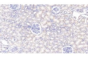 Detection of PIGR in Bovine Kidney Tissue using Polyclonal Antibody to Polymeric Immunoglobulin Receptor (PIGR)