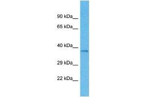 Western Blotting (WB) image for anti-Olfactory Receptor, Family 4, Subfamily M, Member 1 (OR4M1) (C-Term) antibody (ABIN2774564) (OR4M1 抗体  (C-Term))