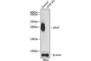 Western blot analysis of extracts from normal (control) and LITAF knockout (KO) HeLa cells using LITAF Polyclonal Antibody at dilution of 1:1000. (LITAF 抗体)
