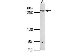 Western Blotting (WB) image for anti-Laminin, beta 1 (LAMB1) (C-Term) antibody (ABIN2854864)