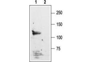 Western blot analysis of rat brain lysate:1. (Glutamate Receptor, Ionotropic, N-Methyl D-Aspartate 1 (GRIN1) Peptide)