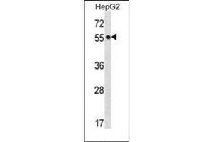 Western blot analysis of POFUT2 Antibody (Center) in HepG2 cell line lysates (35ug/lane). (POFUT2 抗体  (Middle Region))