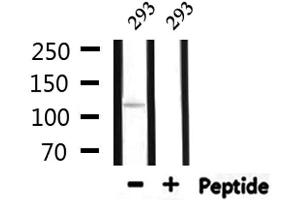 Western blot analysis of extracts from 293, using SDCG1 Antibody. (NEMF 抗体  (C-Term))
