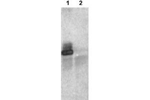 Image no. 2 for anti-Ring Finger Protein 25 (RNF25) (C-Term) antibody (ABIN401373) (RNF25 抗体  (C-Term))