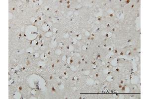 Immunoperoxidase of monoclonal antibody to USF2 on formalin-fixed paraffin-embedded human cerebral cortex. (USF2 抗体  (AA 1-100))