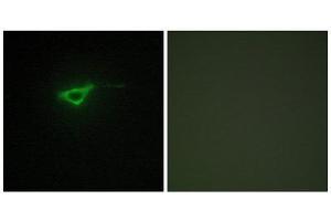 Immunofluorescence (IF) image for anti-Collagen, Type X, alpha 1 (COL10A1) (C-Term) antibody (ABIN1850314)