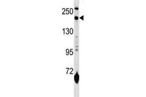 MRC1L1 antibody western blot analysis in mouse lung tissue lysate