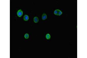 Immunofluorescent analysis of MCF-7 cells using ABIN7145816 at dilution of 1:100 and Alexa Fluor 488-congugated AffiniPure Goat Anti-Rabbit IgG(H+L) (BRD7 抗体  (AA 601-651))