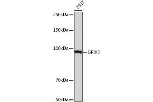 Western Blotting (WB) image for anti-Glutamate Receptor, Ionotropic, Kainate 2 (GRIK2) antibody (ABIN7267415)