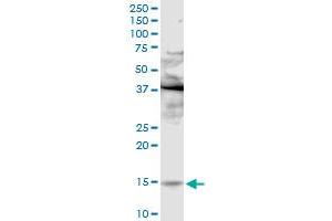PLA2G2E MaxPab rabbit polyclonal antibody. (PLA2G2E 抗体  (AA 1-142))