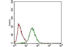 Flow cytometric analysis of Hela cells using TWIST1 mouse mAb (green) and negative control (red). (TWIST1 抗体  (AA 9-74))