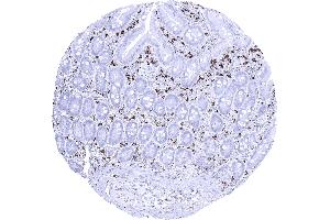 Duodenum mucosa A strong AIF1 positivity is seen in mucosal macrophages of the duodenum (Iba1 抗体  (AA 1-146))