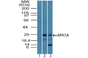 Image no. 1 for anti-Anterior Pharynx Defective 1 Homolog A (C. Elegans) (APH1A) (AA 80-130) antibody (ABIN960079)