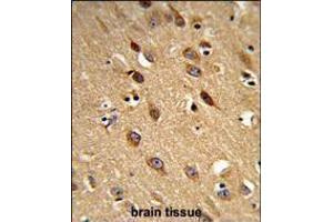 Formalin-fixed and paraffin-embedded human brain reacted with PISD Antibody , which was peroxidase-conjugated to the secondary antibody, followed by DAB staining. (PISD 抗体  (AA 223-250))