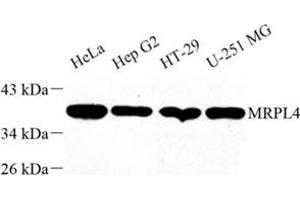 Western blot analysis of MRPL4 (ABIN7074645) at dilution of 1: 1000 (MRPL4 抗体)