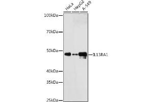 Western blot analysis of extracts of various cell lines, using IL13R antibody (ABIN7267986) at 1:1000 dilution. (IL13 Receptor alpha 1 抗体)