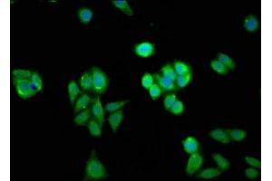 Immunofluorescent analysis of HepG2 cells using ABIN7155253 at dilution of 1:100 and Alexa Fluor 488-congugated AffiniPure Goat Anti-Rabbit IgG(H+L) (HINT1 抗体  (AA 2-126))