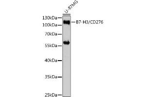 Western blot analysis of extracts of U-87MG cells, using CD276/B7-H3 antibody (ABIN7266182) at 1:3000 dilution. (CD276 抗体  (AA 100-200))
