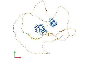 AlphaFold protein structure predicition of Human Recombinant LCP2 Protein, UniprotID Q13094