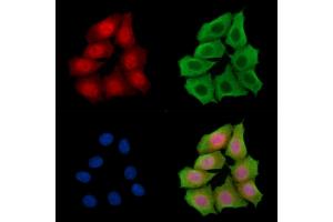 ABIN7095393 and ABIN7099450 staining HepG2 cells by IF/ICC. (FAM83G 抗体)