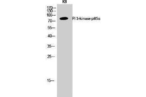 Western Blotting (WB) image for anti-Phosphoinositide 3 Kinase, p85 alpha (PI3K p85a) (Internal Region) antibody (ABIN3186430) (PIK3R1 抗体  (Internal Region))