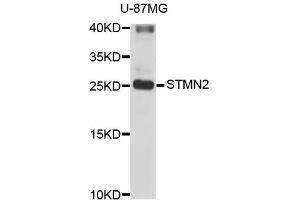 Western blot analysis of extracts of U-87MG cells, using STMN2 antibody (ABIN3049374). (STMN2 抗体)