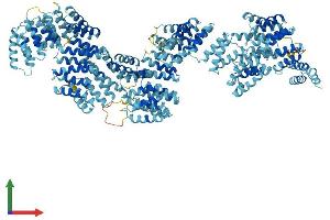 AlphaFold protein structure predicition of Mouse Recombinant Ttc21b Protein, UniprotID Q0HA38 (TTC21B Protein (AA 1-1315) (His tag))