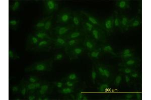 Immunofluorescence (IF) image for anti-Kruppel-Like Factor 11 (KLF11) (AA 404-512) antibody (ABIN563638)
