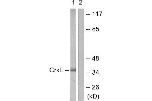 Western blot analysis of extracts from 293 cells, using CrkL (Ab-207) antibody (#B0067, Line 1 and 2). (CrkL 抗体  (Tyr207))