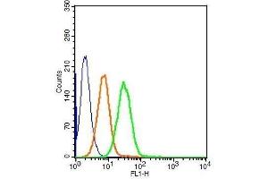 Human HepG2 cells probed with Rabbit Anti-LRP Polyclonal Antibody (MVP 抗体  (AA 88-180))