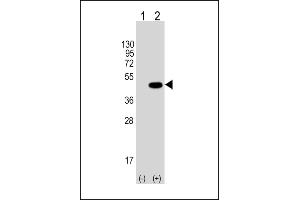 Western blot analysis of Tag-HA. (HA-Tag 抗体)