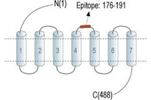 anti-Histamine Receptor H1 (HRH1) (AA 176-191), (Extracellular Loop) antibody