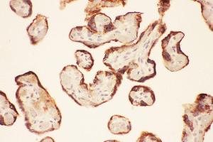 Anti-LIF Picoband antibody,  IHC(P): Human Placenta Tissue (LIF 抗体  (AA 23-202))