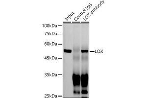 Immunoprecipitation analysis of 300 μg extracts of Jurkat cells using 3 μg LOX antibody (ABIN7268347). (LOX 抗体)