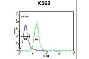 RHBG Antibody (C-term) (ABIN653937 and ABIN2843168) flow cytometric analysis of K562 cells (right histogram) compared to a negative control cell (left histogram). (RHBG 抗体  (C-Term))