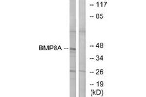 Western blot analysis of extracts from COLO cells, using BMP8A Antibody. (BMP8A 抗体  (AA 253-302))