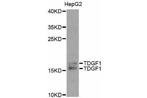Western blot analysis of extracts of HepG2 cells, using TDGF1 antibody. (TDGF1 抗体)