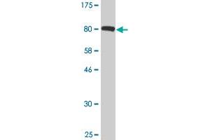 Western Blot detection against Immunogen (91.