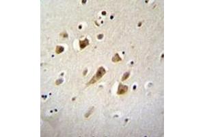Formalin fixed, paraffin embedded human brain tissue stained NIPSNAP3B Antibody (C-term) Cat. (NIPSNAP3B 抗体  (C-Term))