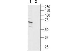 Western blot analysis of human SH-SY5Y neuroblastoma cell line lysate:1.
