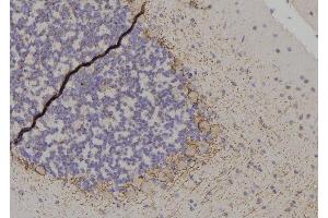 ABIN6267566 at 1/100 staining Rat brain tissue by IHC-P. (14-3-3 zeta 抗体  (pThr232))