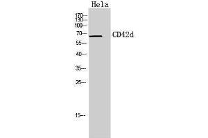 Western Blotting (WB) image for anti-Glycoprotein V (Platelet) (GP5) (Internal Region) antibody (ABIN3178933) (GP5 抗体  (Internal Region))
