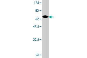 Western Blot detection against Immunogen (66. (beta Actin 抗体  (AA 1-375))