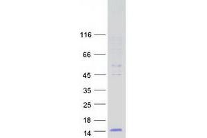 DEFB124 Protein (Myc-DYKDDDDK Tag)