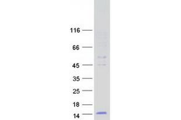 DEFB124 Protein (Myc-DYKDDDDK Tag)