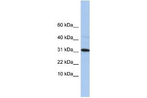 Western Blotting (WB) image for anti-Chromosome 9 Open Reading Frame 153 (C9orf153) antibody (ABIN2459746) (C9orf153 抗体)