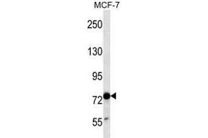 TLE4 Antibody (N-term) western blot analysis in MCF-7 cell line lysates (35 µg/lane). (TLE4 抗体  (N-Term))