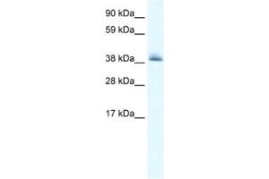 Western Blotting (WB) image for anti-Potassium Channel Tetramerisation Domain Containing 13 (KCTD13) antibody (ABIN2461164) (KCTD13 抗体)