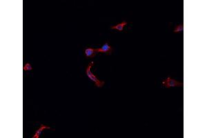 Immunofluorescence (fixed cells) (IF/ICC) image for anti-Cytochrome C Oxidase Subunit IV Isoform 2 (Lung) (COX4I2) (Internal Region) antibody (ABIN6260988)